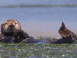 Elkhorn Slough 018